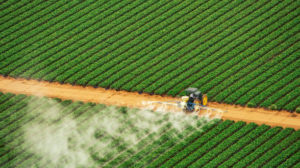 Best Pest Removal Services  in Imlay City, MI