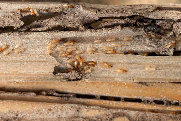Best Termite Control Services  in Imlay City, MI