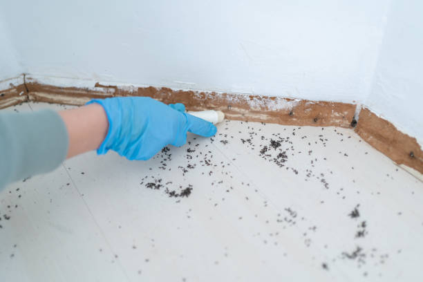 Best Pest Prevention Services  in Imlay City, MI